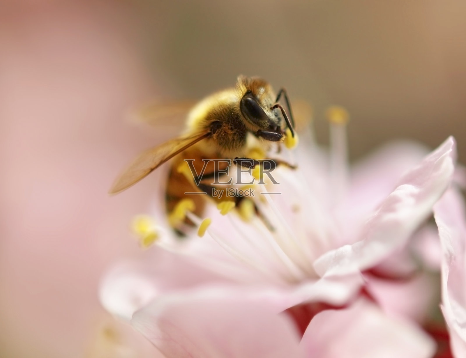 蜜蜂在粉红色的樱花上照片摄影图片