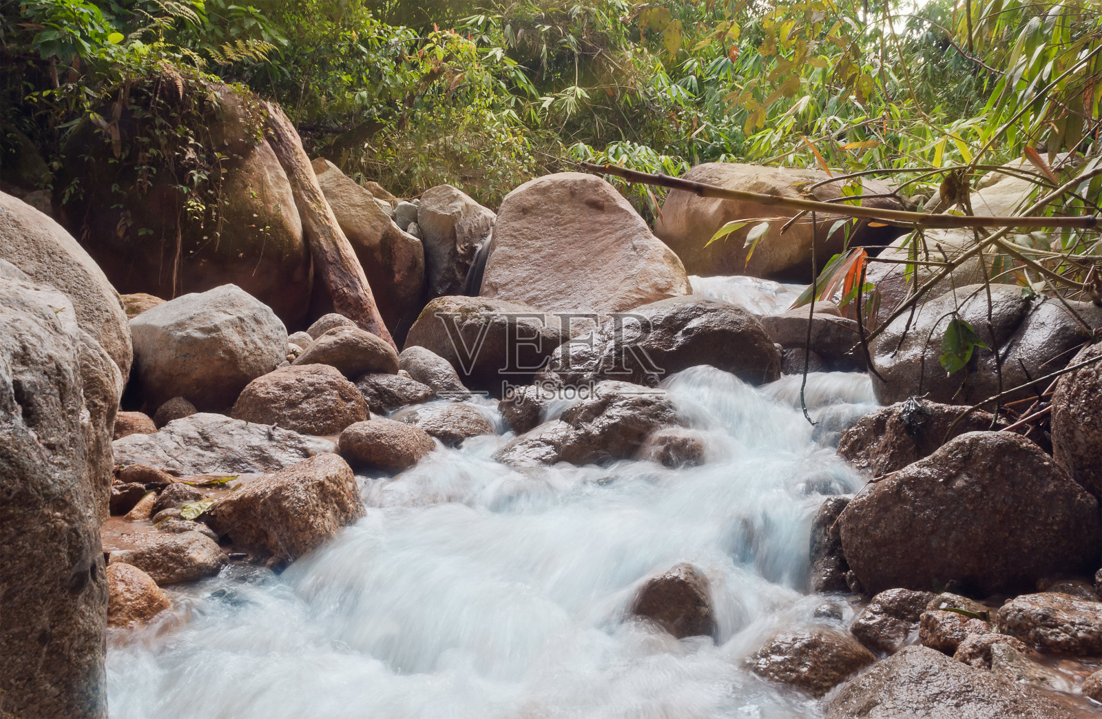 河丛林照片摄影图片