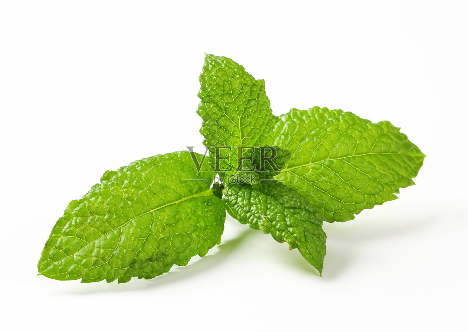 新鲜薄荷叶照片摄影图片