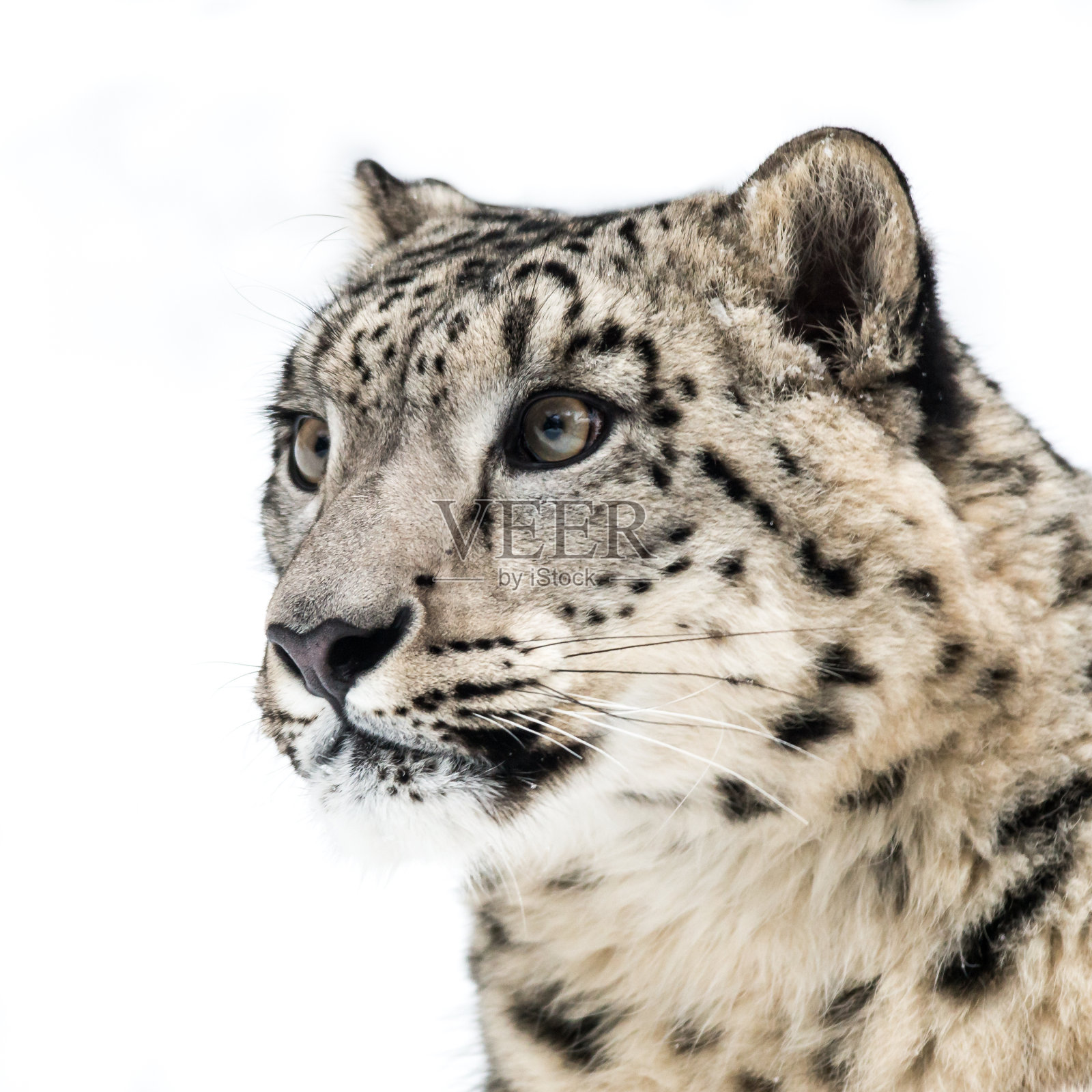 雪豹三世照片摄影图片