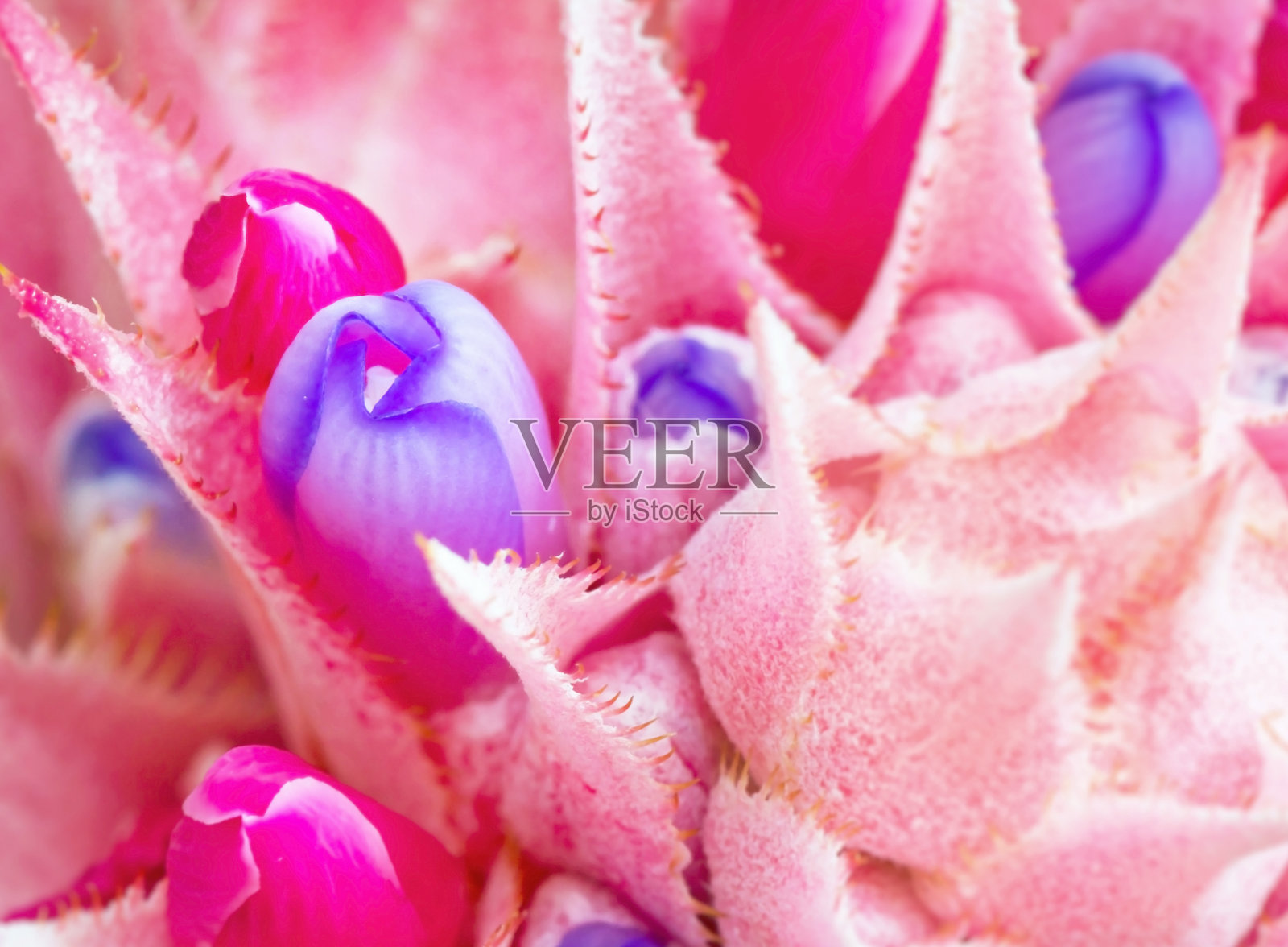 粉红色的凤梨科植物花照片摄影图片