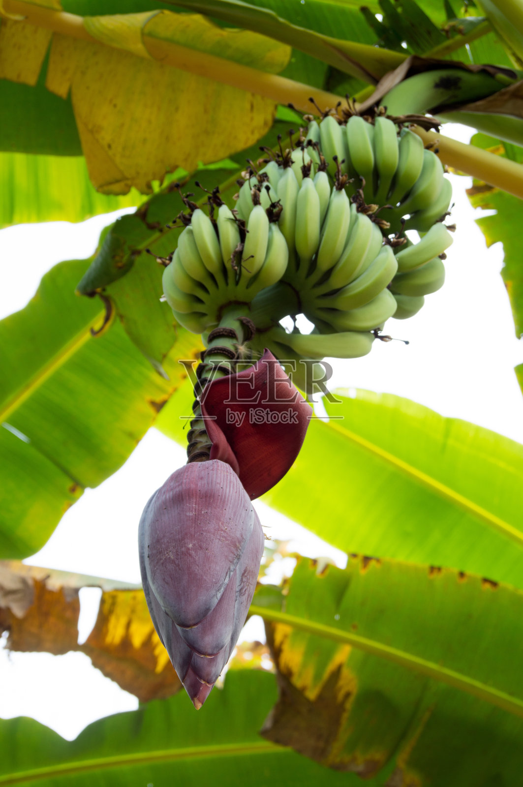 有花和绿色果实的香蕉树照片摄影图片