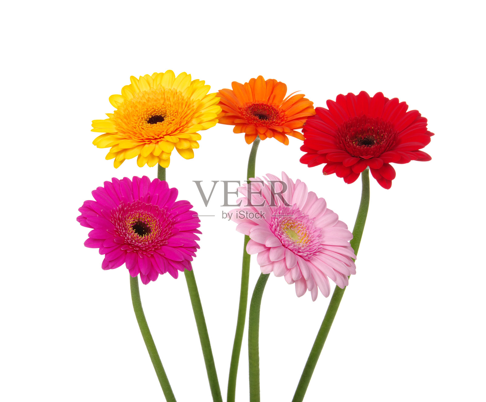 非洲菊雏菊照片摄影图片