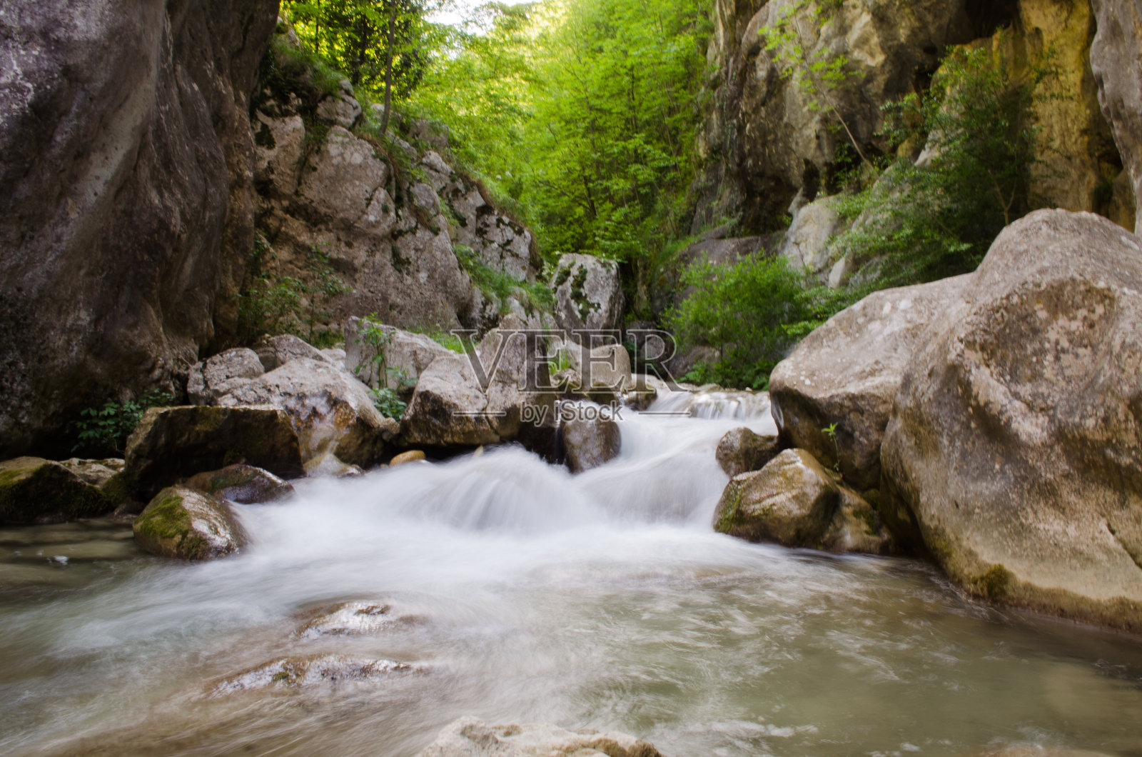 金牛犊照片摄影图片