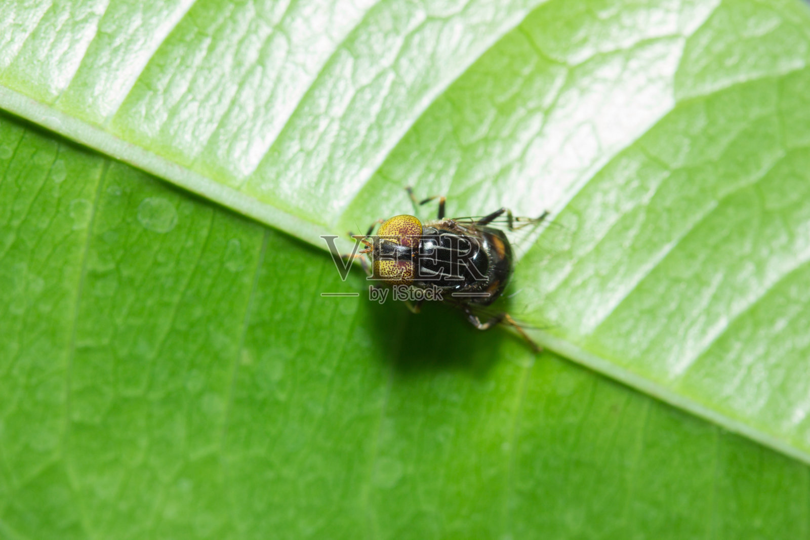 飞照片摄影图片