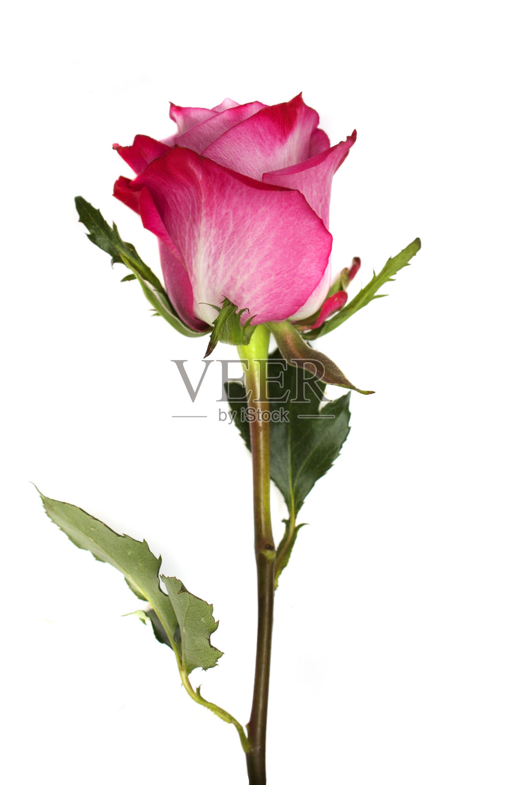 粉色玫瑰照片摄影图片