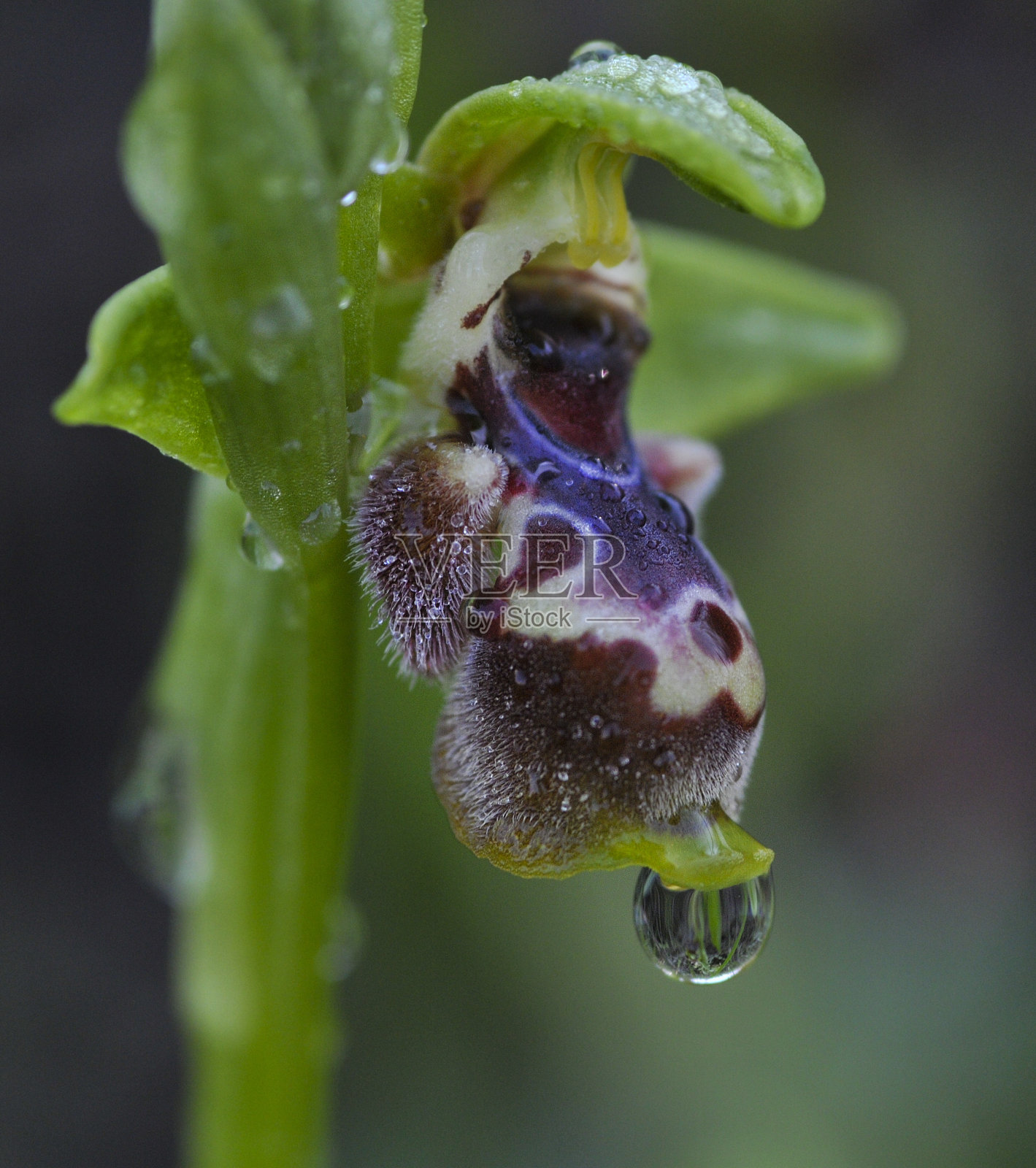 野兰花照片摄影图片