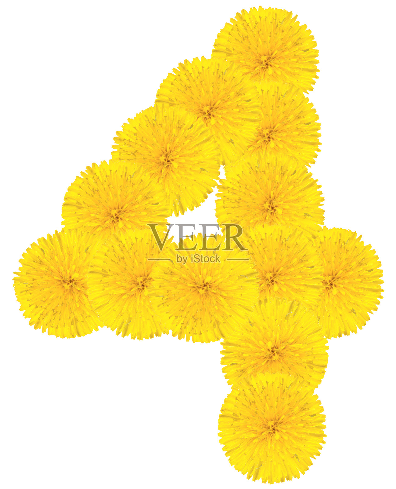 4号由蒲公英花制成照片摄影图片