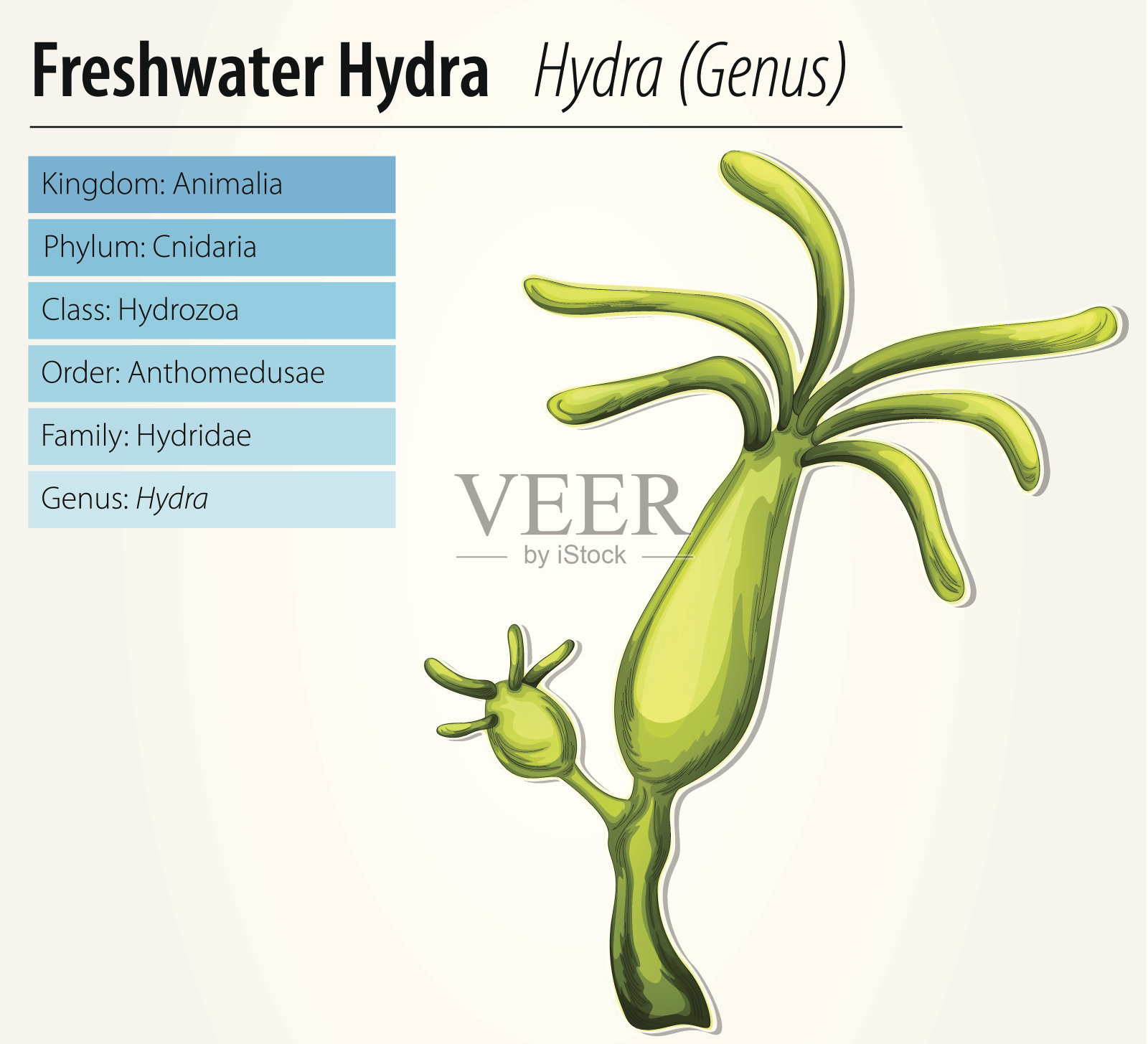 淡水九头蛇插画图片素材