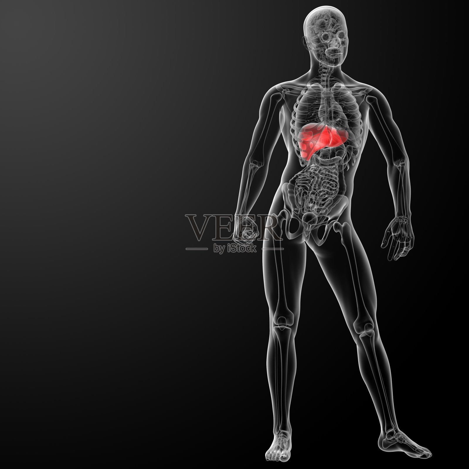肝脏的3d渲染图照片摄影图片