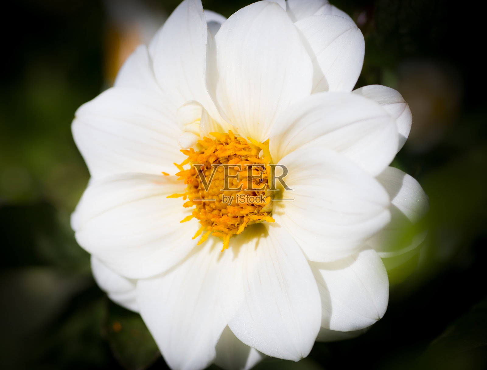 白色的花。照片摄影图片