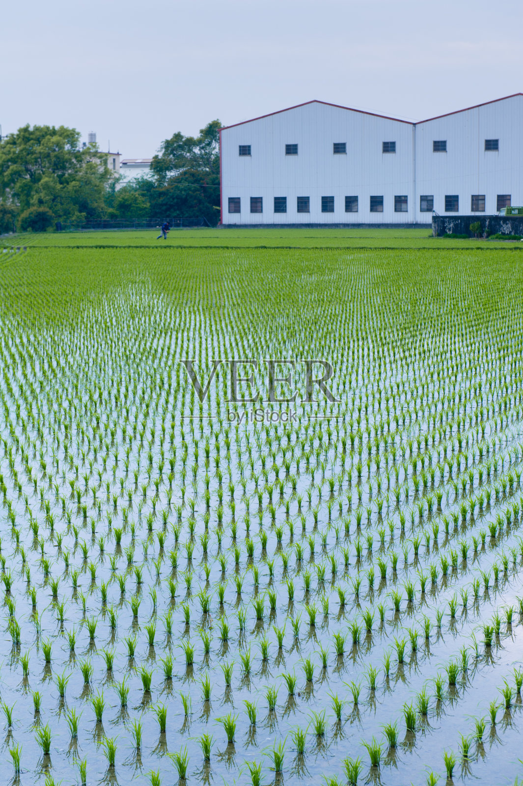 水稻种植照片摄影图片