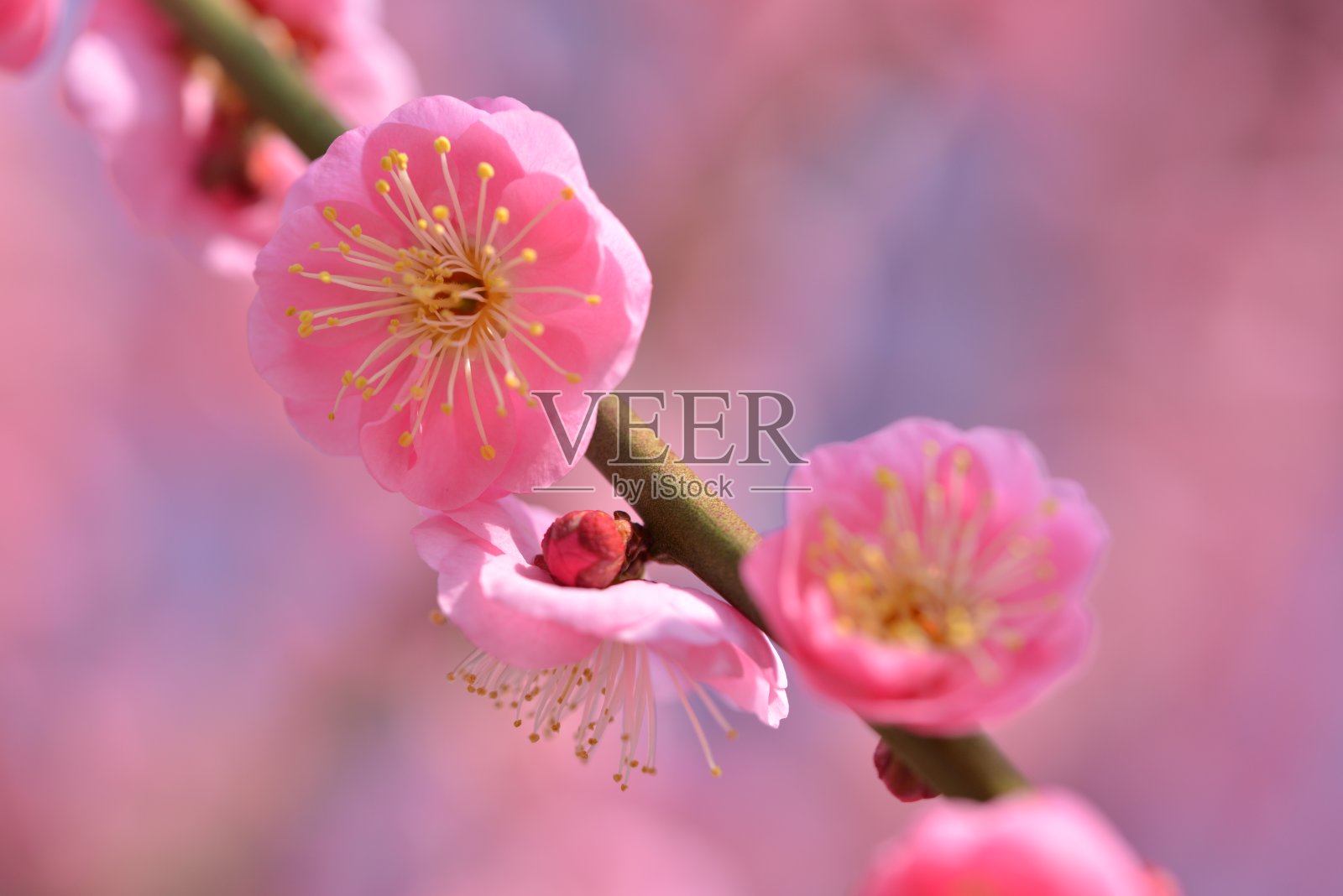 日本的梅花照片摄影图片