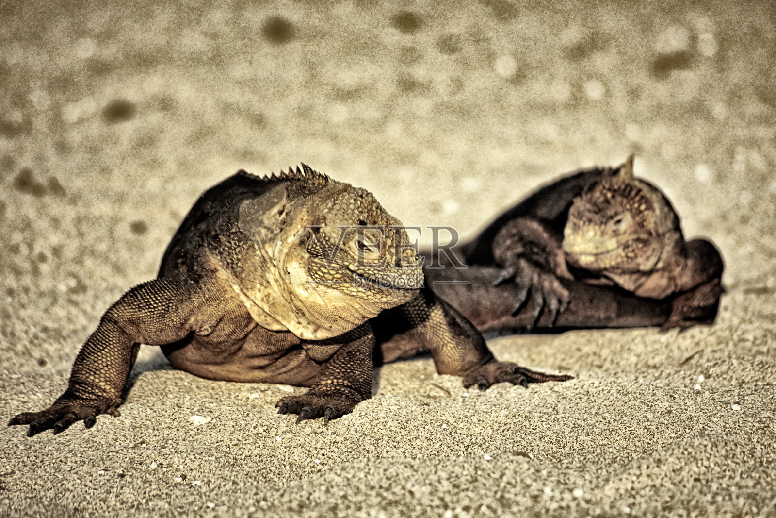 加拉帕戈斯群岛鬣蜥照片摄影图片