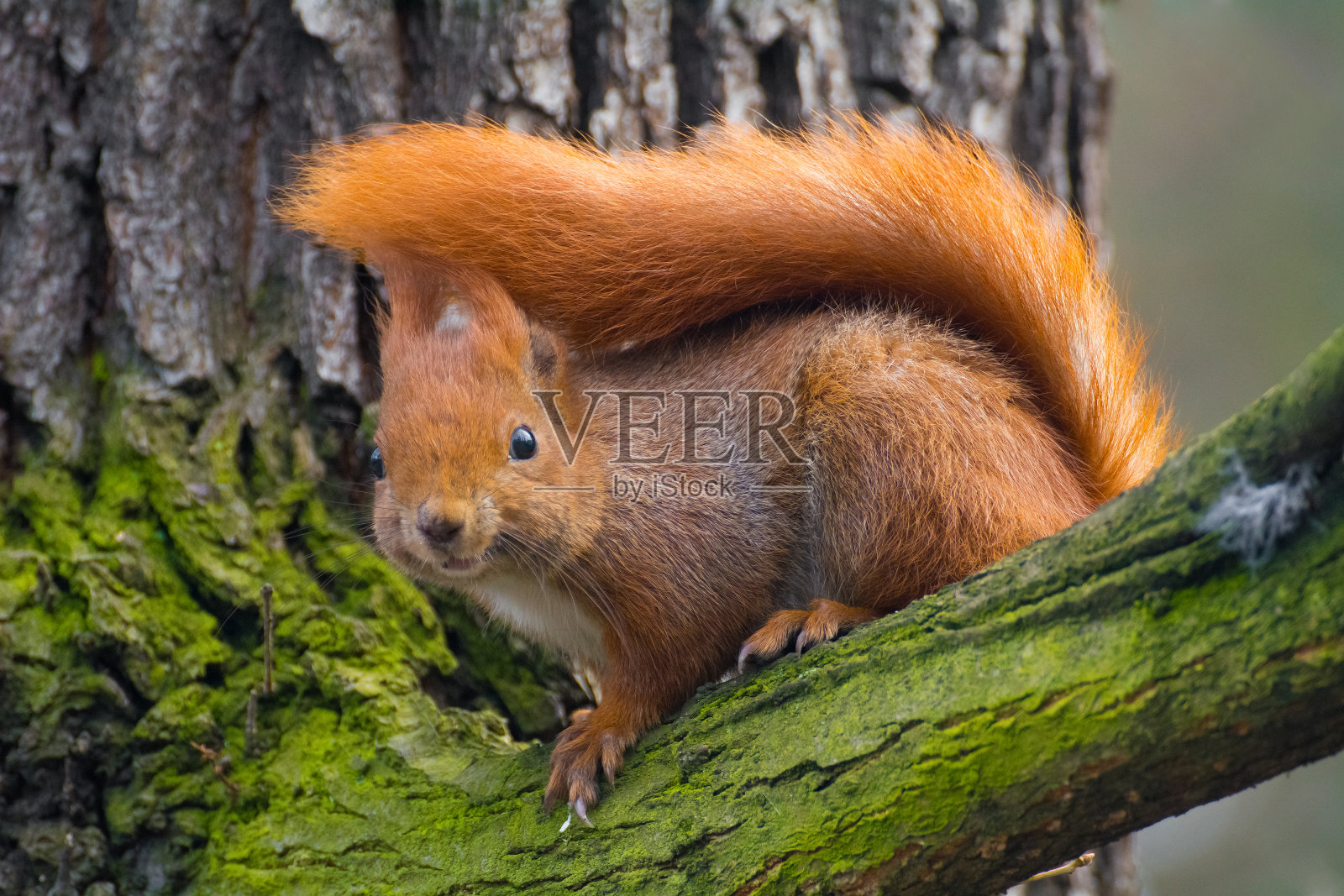 松鼠照片摄影图片