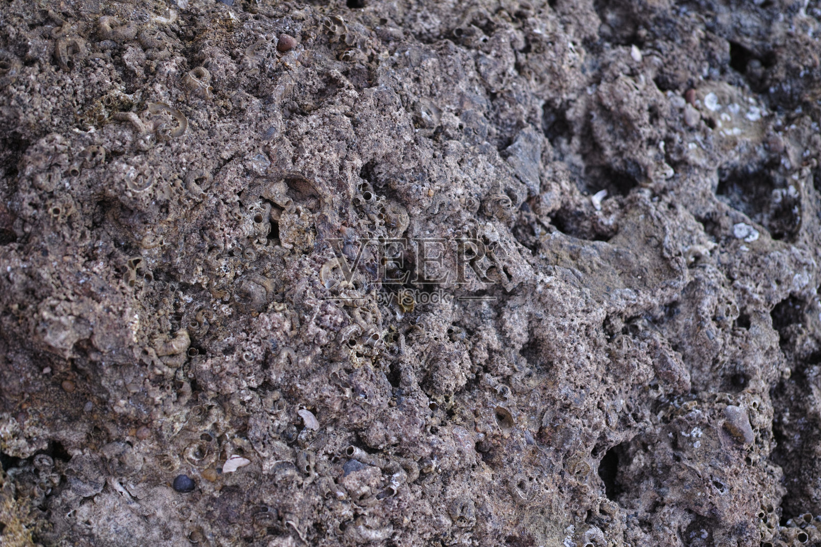 火鸡照片摄影图片