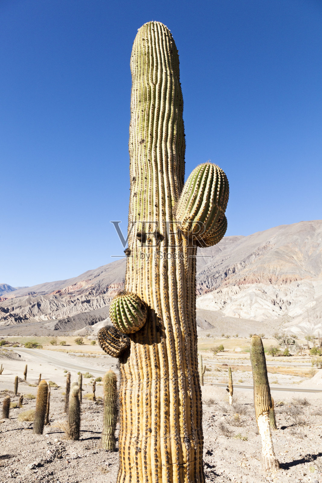 仙人掌照片摄影图片