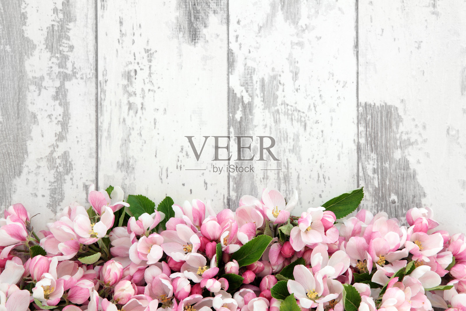 春天花花照片摄影图片