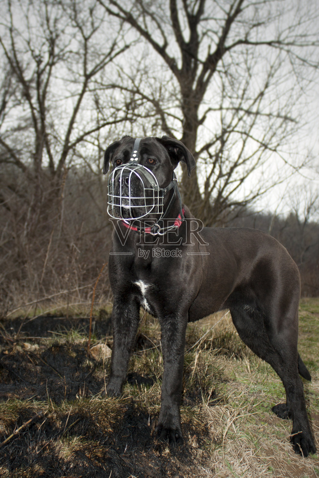 有狗嘴的甘蔗corso照片摄影图片