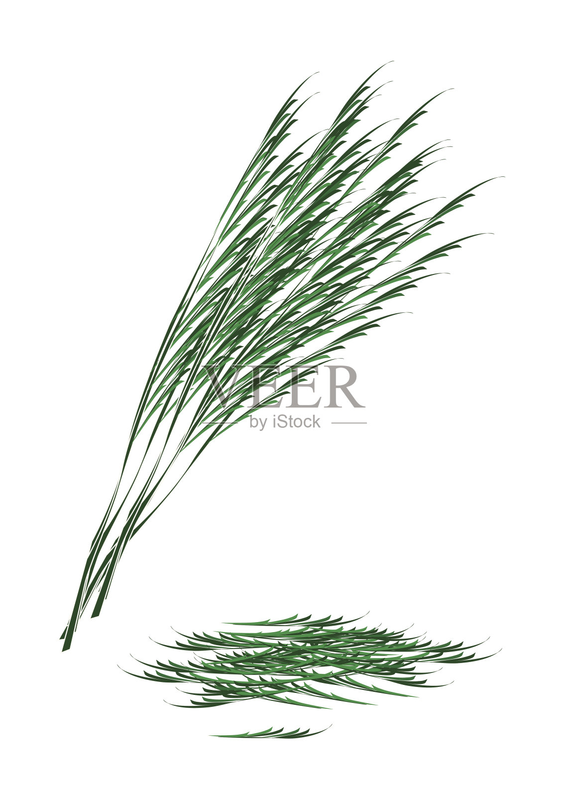 新鲜的绿色金合欢Pennata在白色的背景设计元素图片