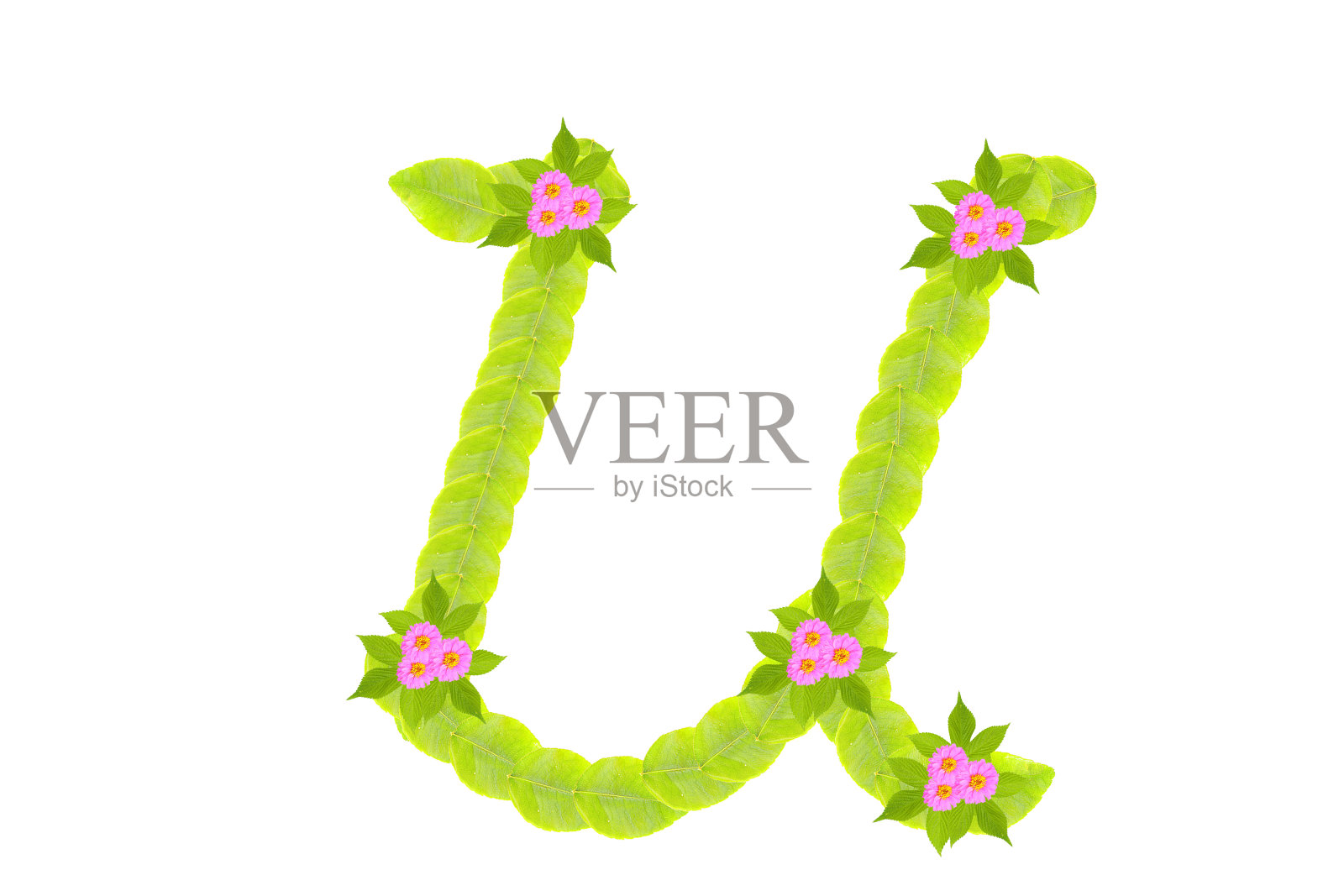 叶字母U的照片照片摄影图片