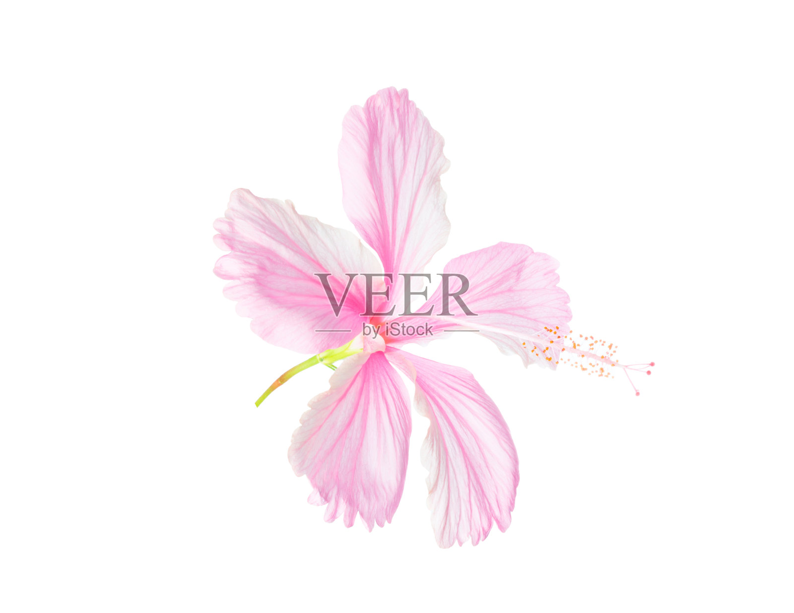 粉红色的木槿花孤立和特写照片摄影图片