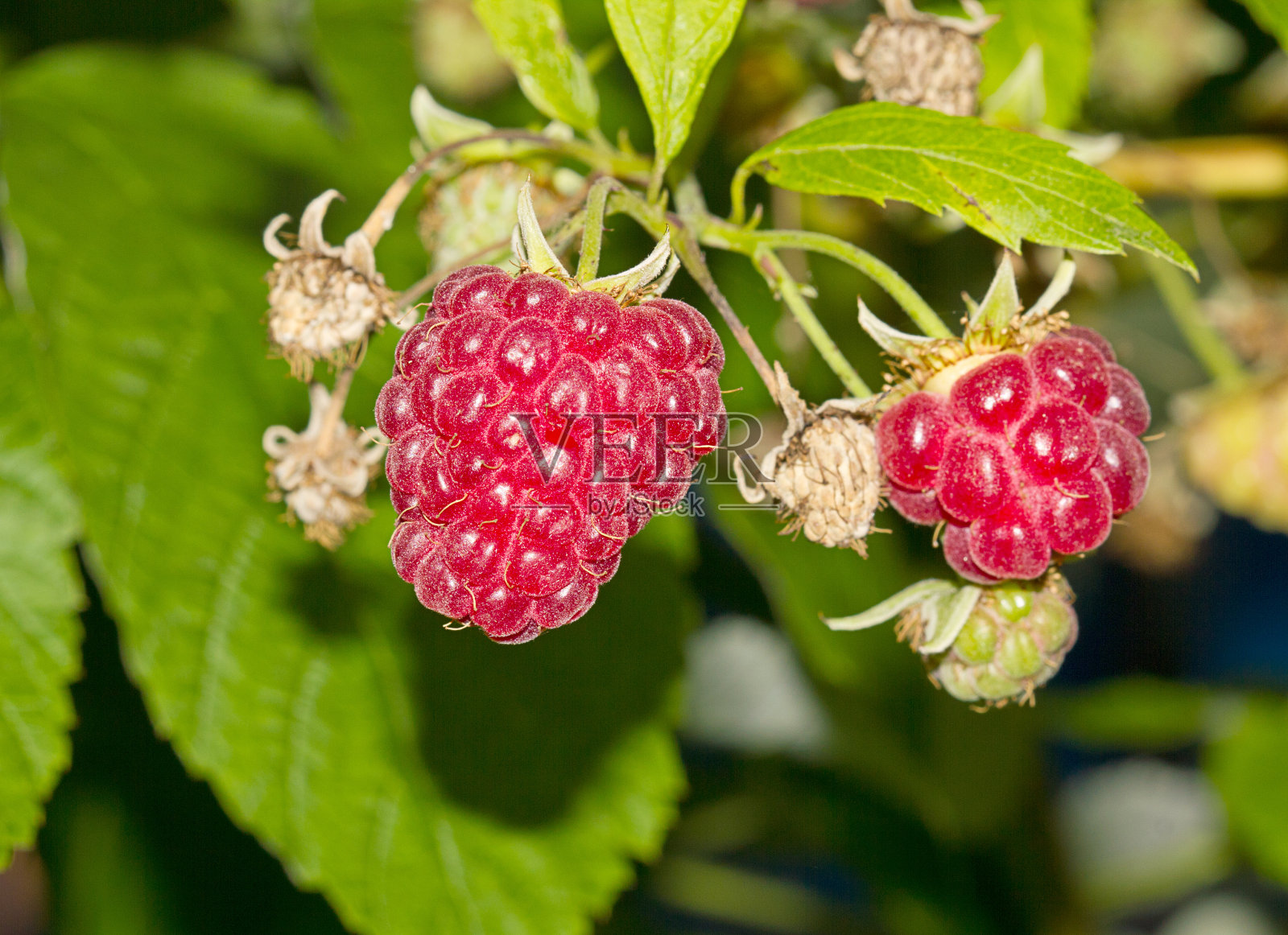 成熟覆盆子照片摄影图片