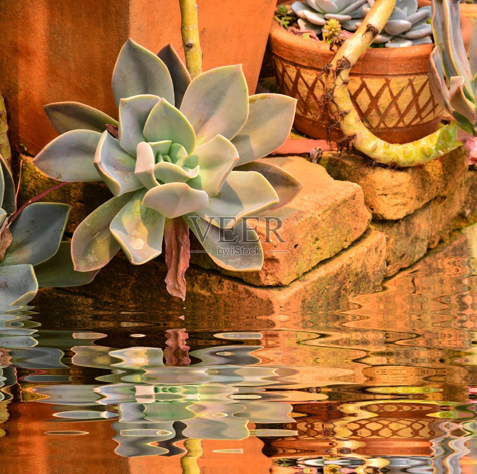 肉质植物照片摄影图片