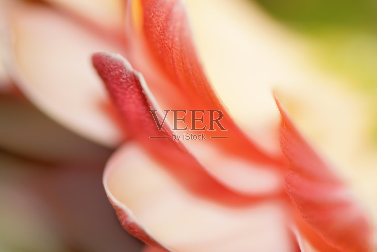 艺术宏观构成非洲菊花照片摄影图片