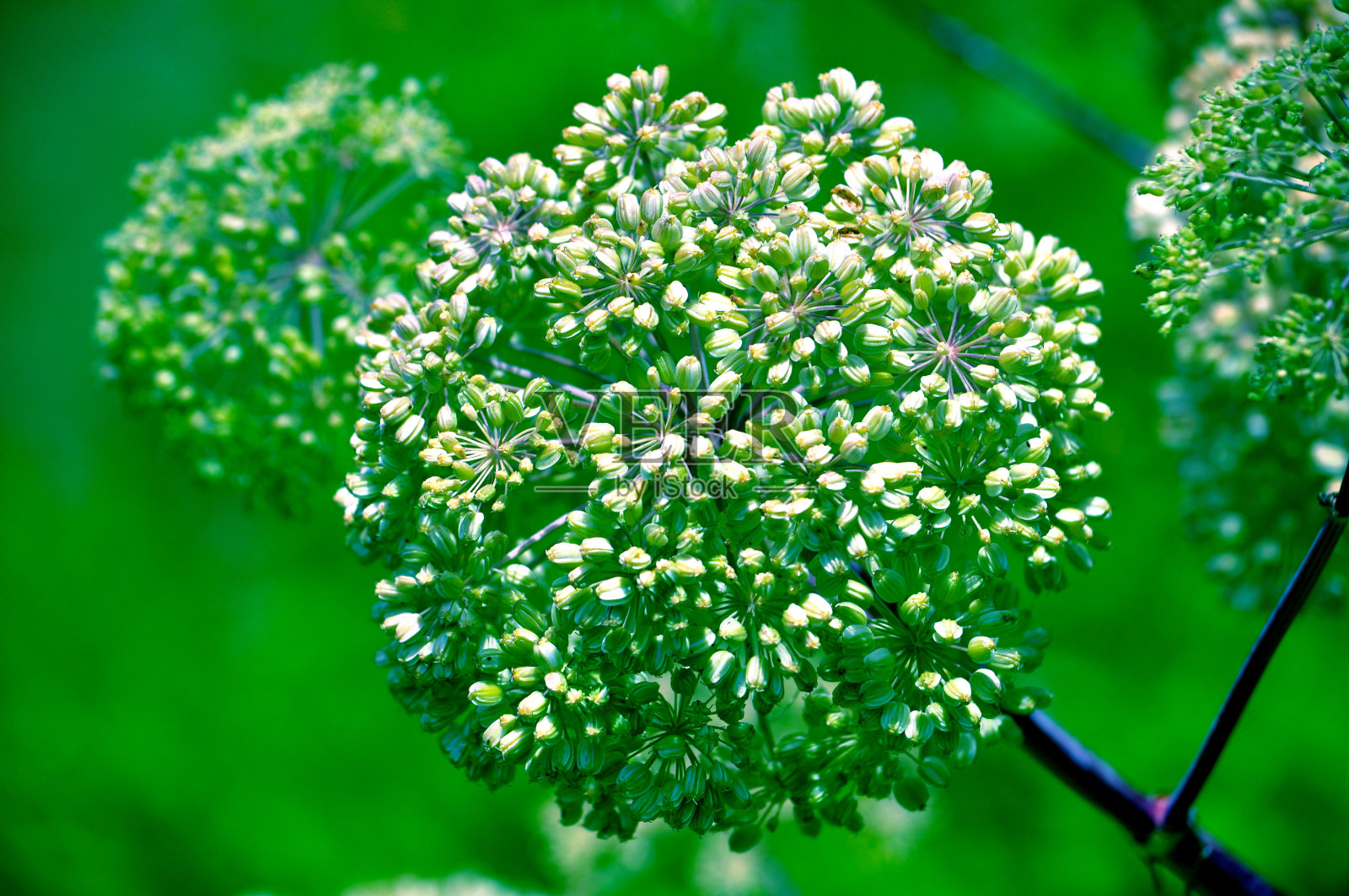 夏天的花照片摄影图片
