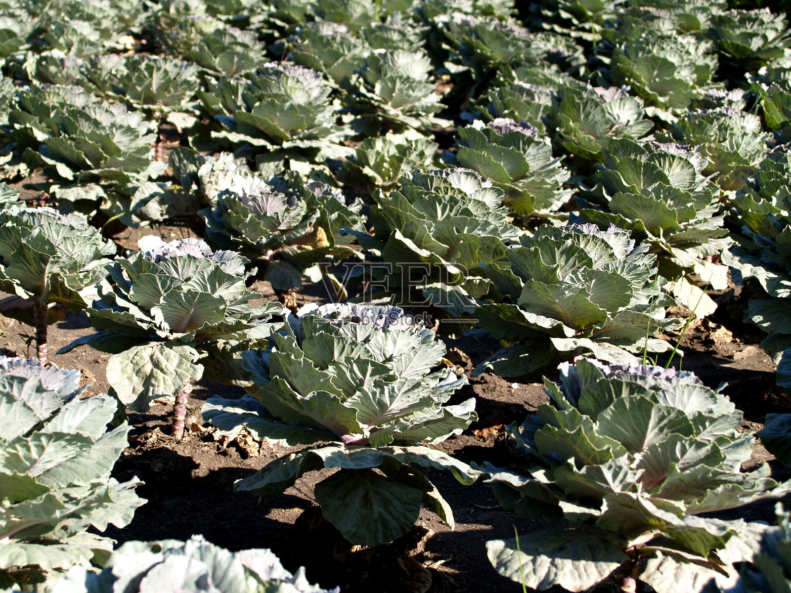 叶的背景照片摄影图片