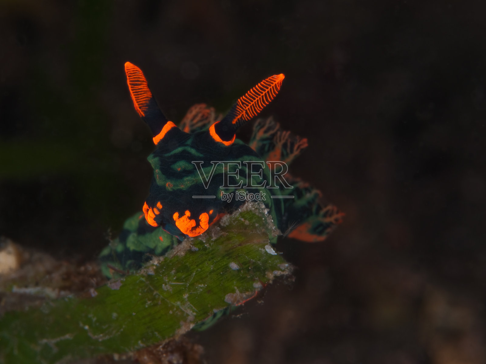 努迪布兰奇， 尼翁斯特恩施内克 （内姆布罗塔 · 库巴里亚纳）照片摄影图片