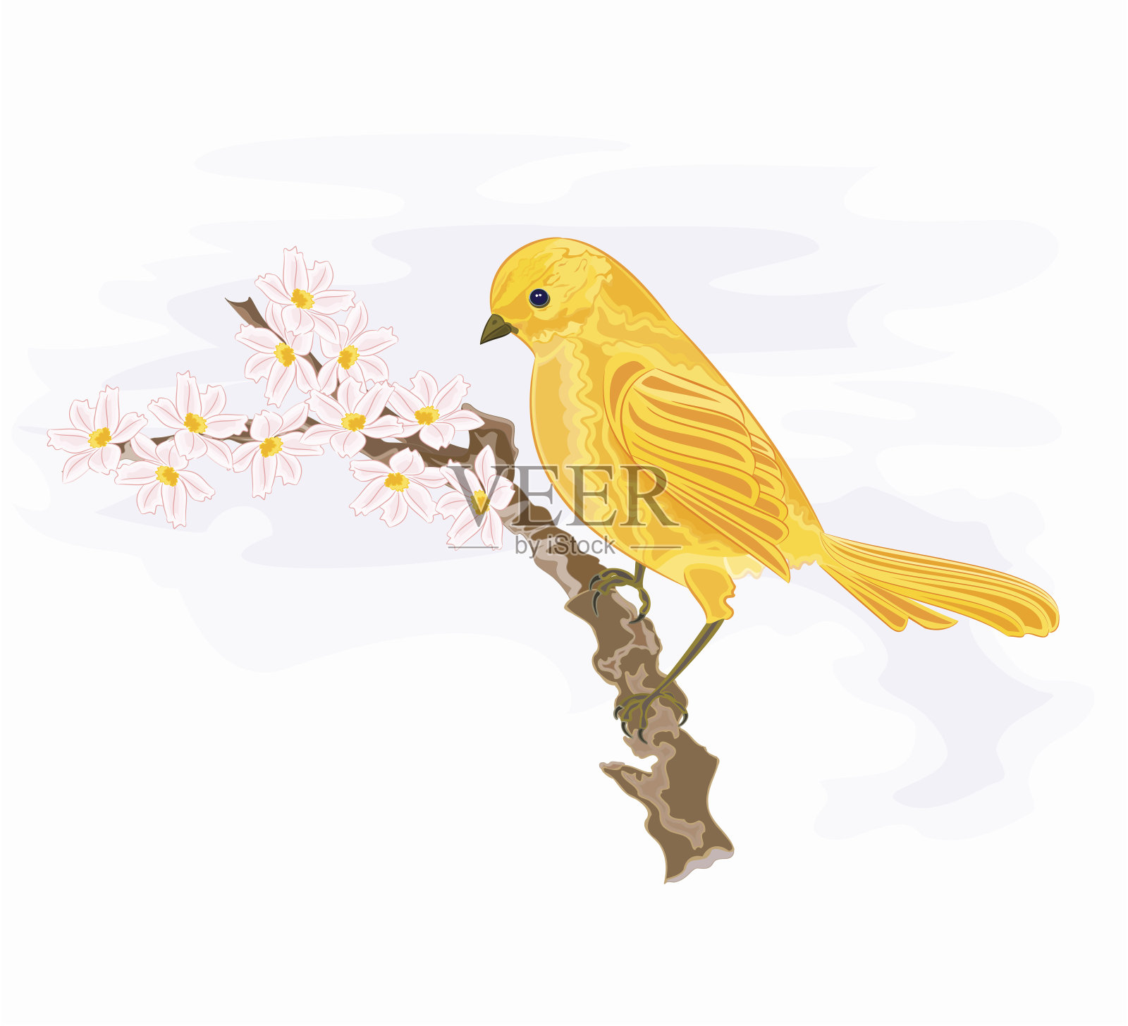 小鸟在开着白花的树枝上插画图片素材