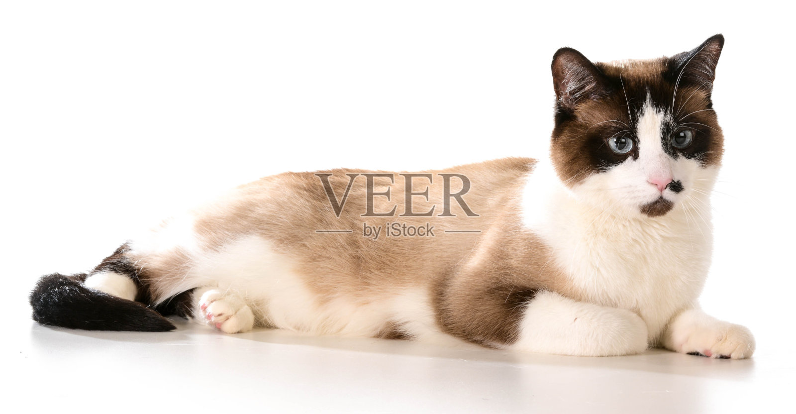 布偶猫的猫照片摄影图片