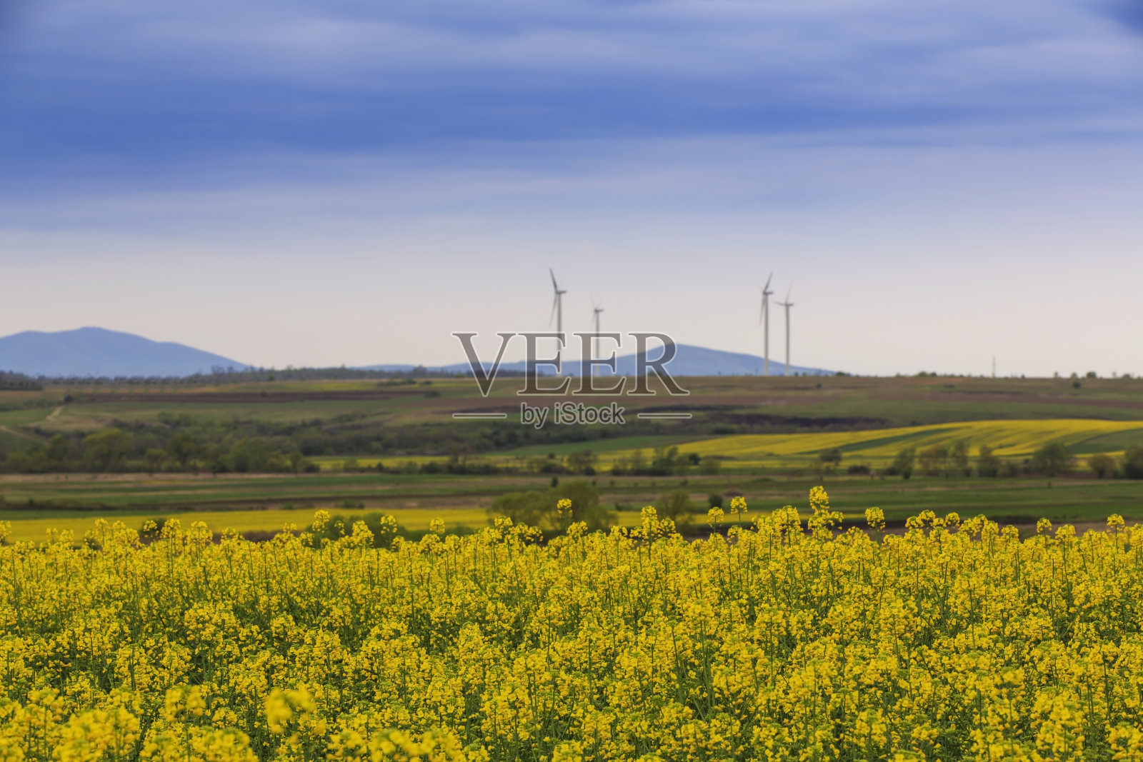 风力涡轮机和油菜籽田照片摄影图片