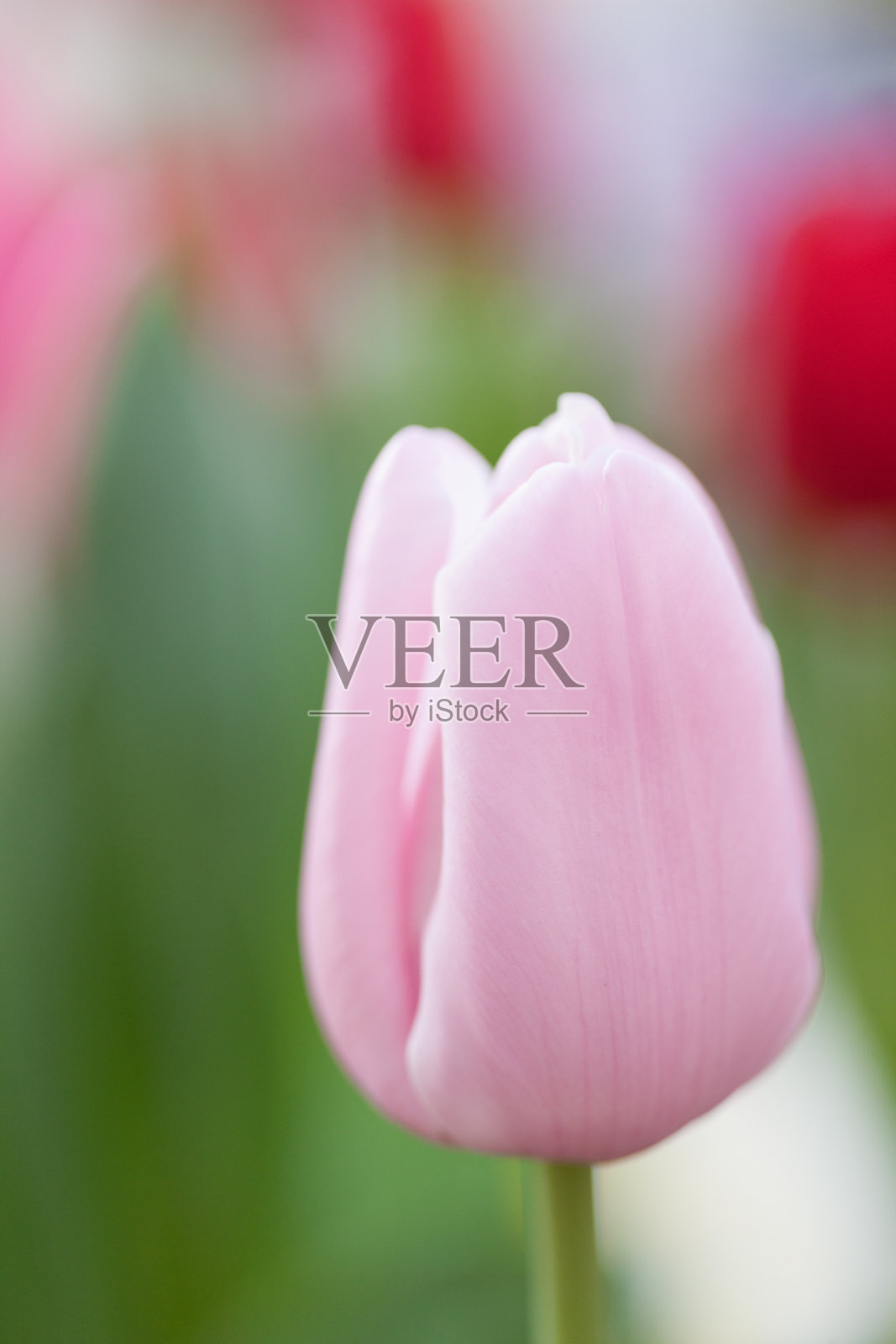 郁金香花坛照片摄影图片