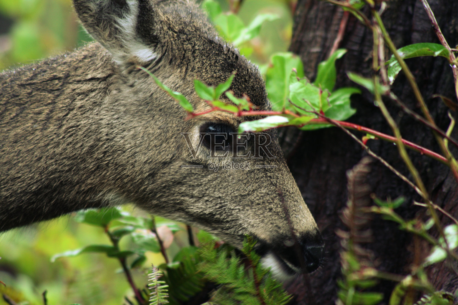 鹿照片摄影图片