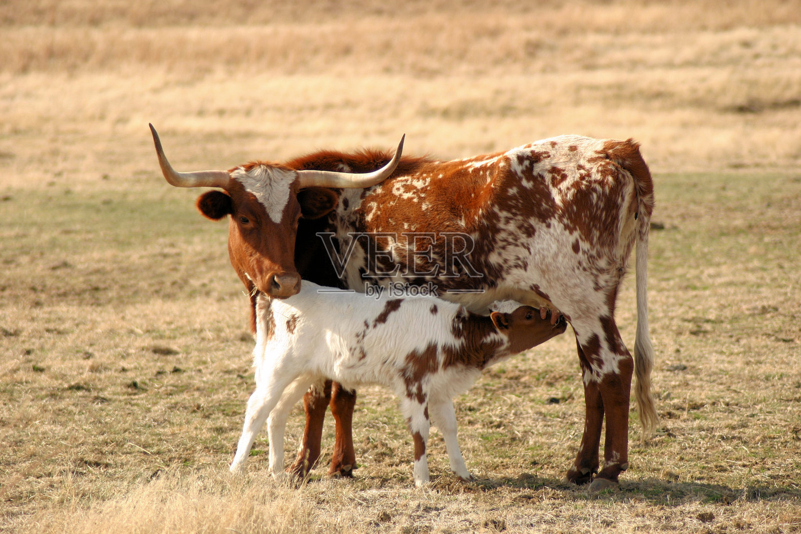德克萨斯长角羚正在哺育她的幼崽照片摄影图片
