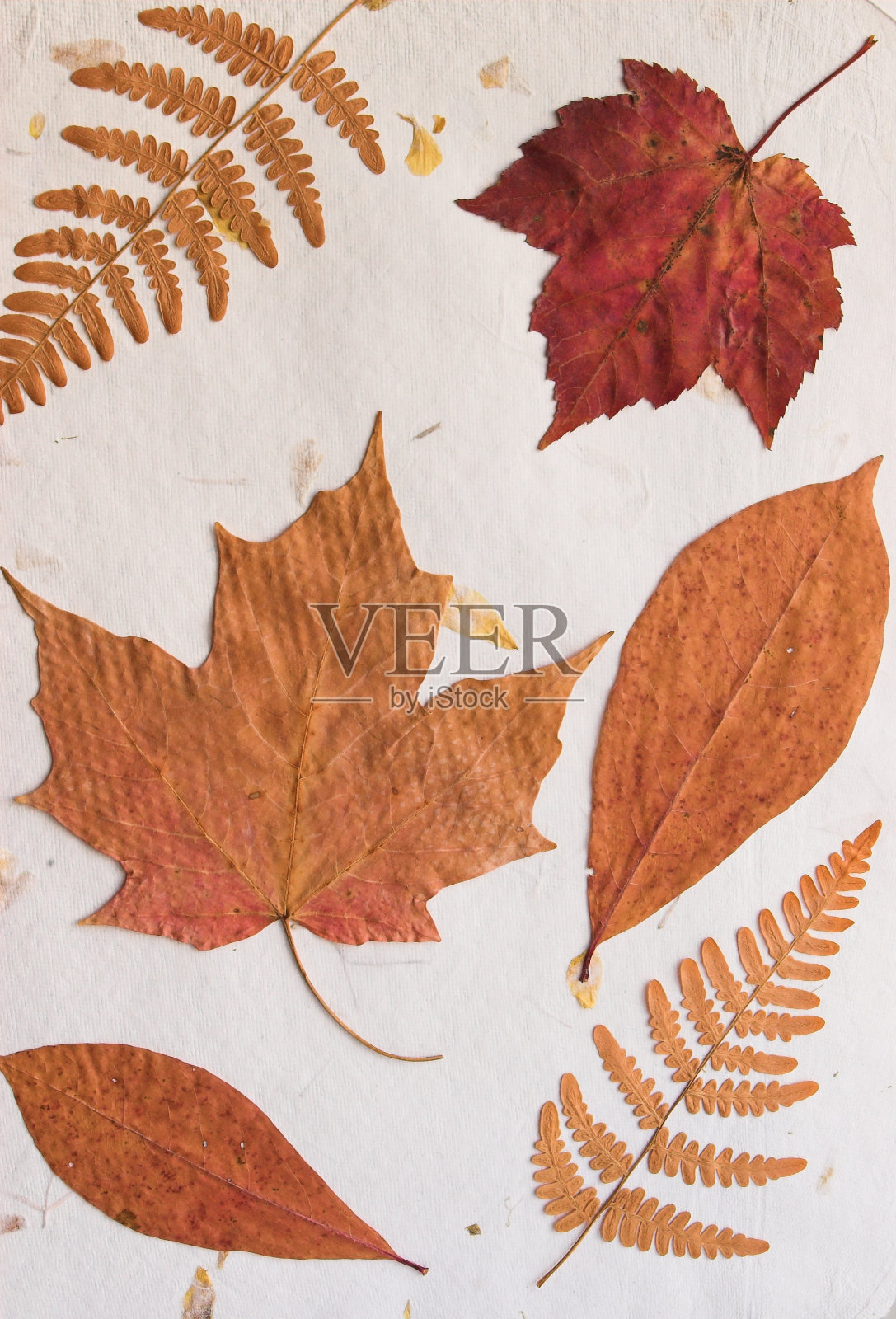 干压叶2号照片摄影图片