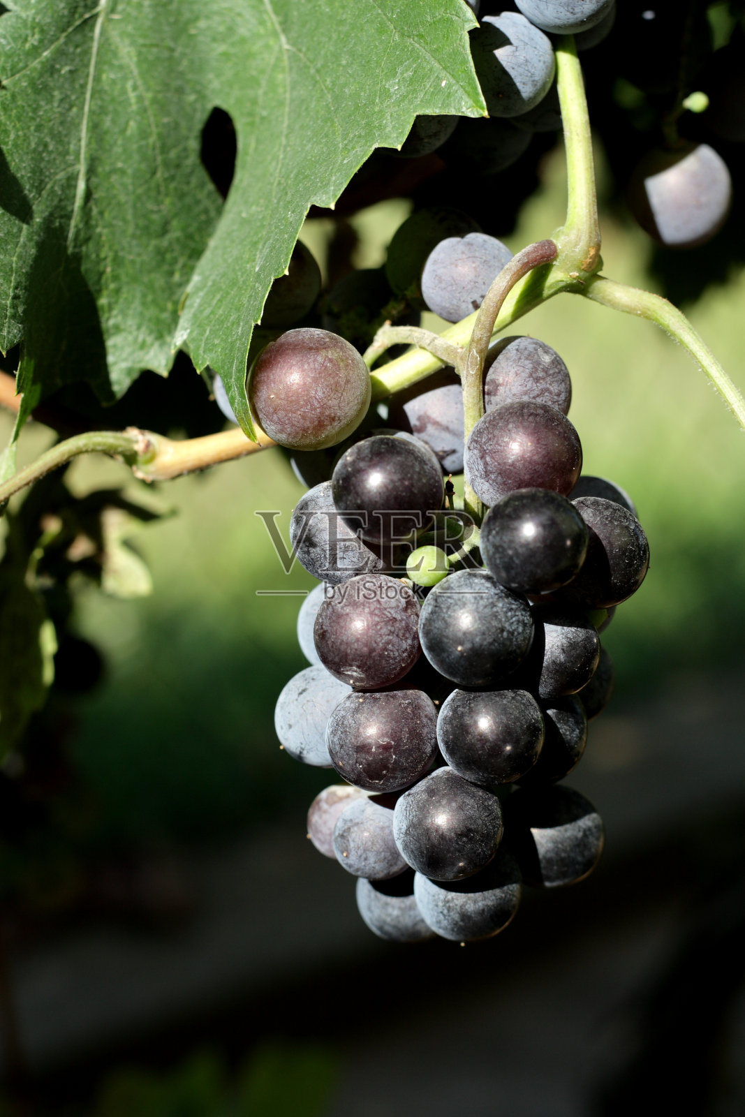 一串红色的葡萄照片摄影图片