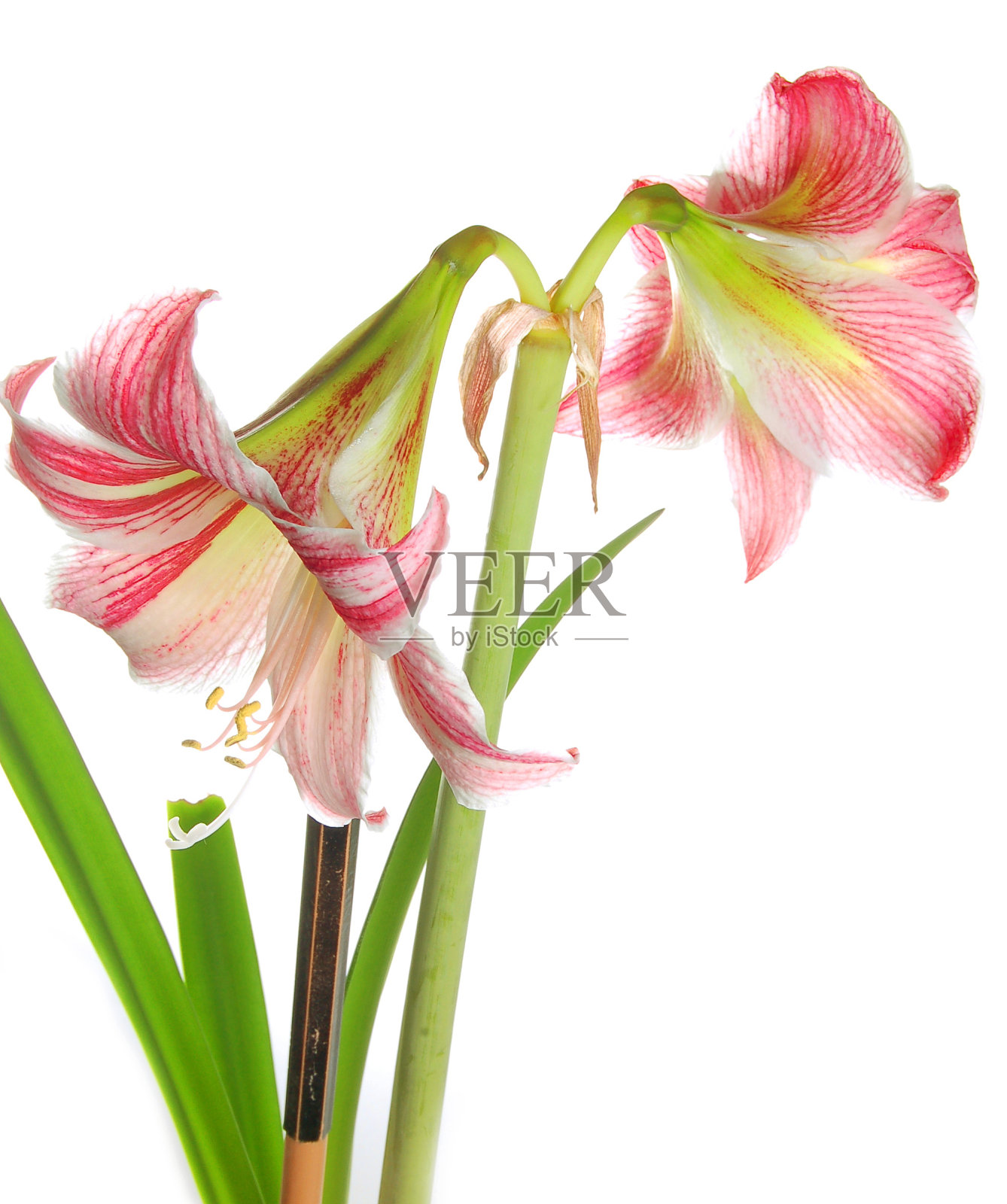 礼来公司照片摄影图片