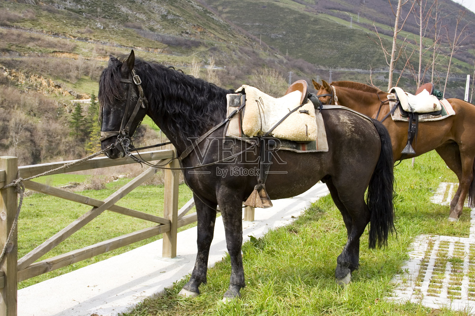 安达卢西亚马照片摄影图片