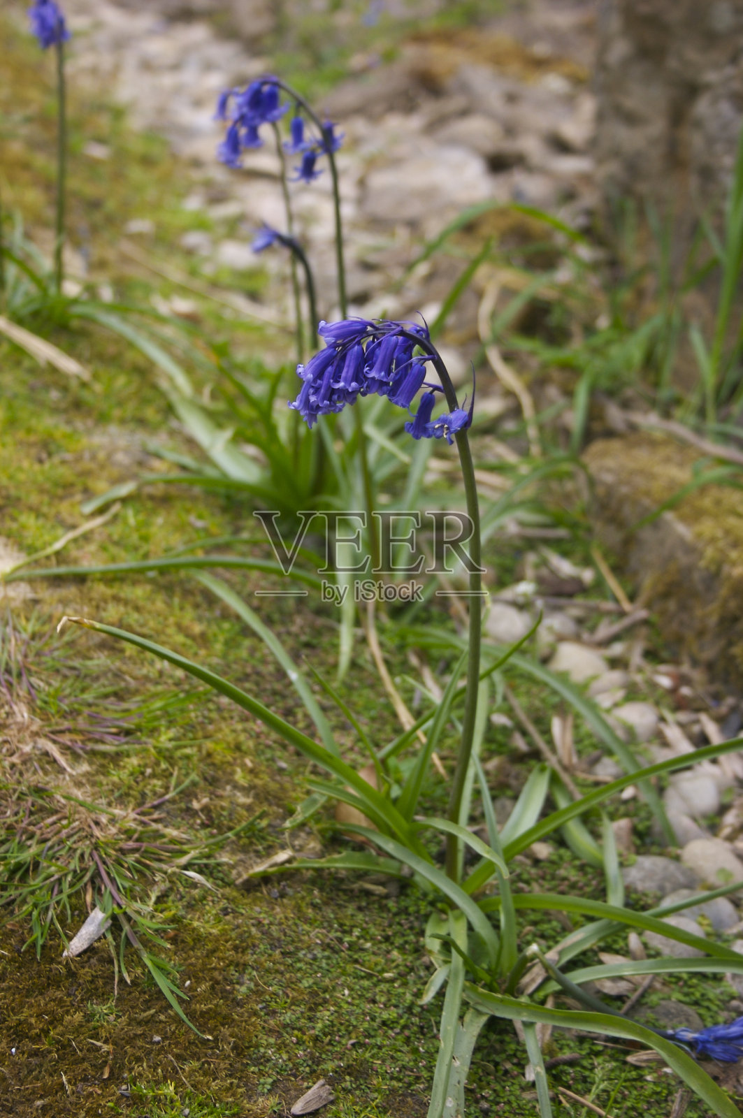 蓝铃花照片摄影图片