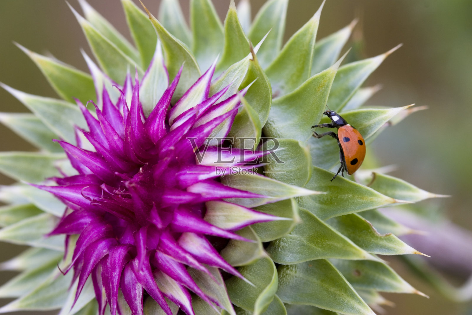 在蓟花上的瓢虫侧面照片摄影图片