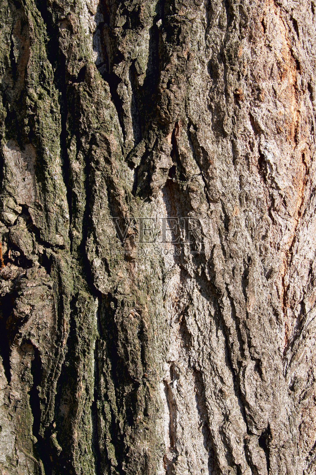 树皮纹理背景照片摄影图片