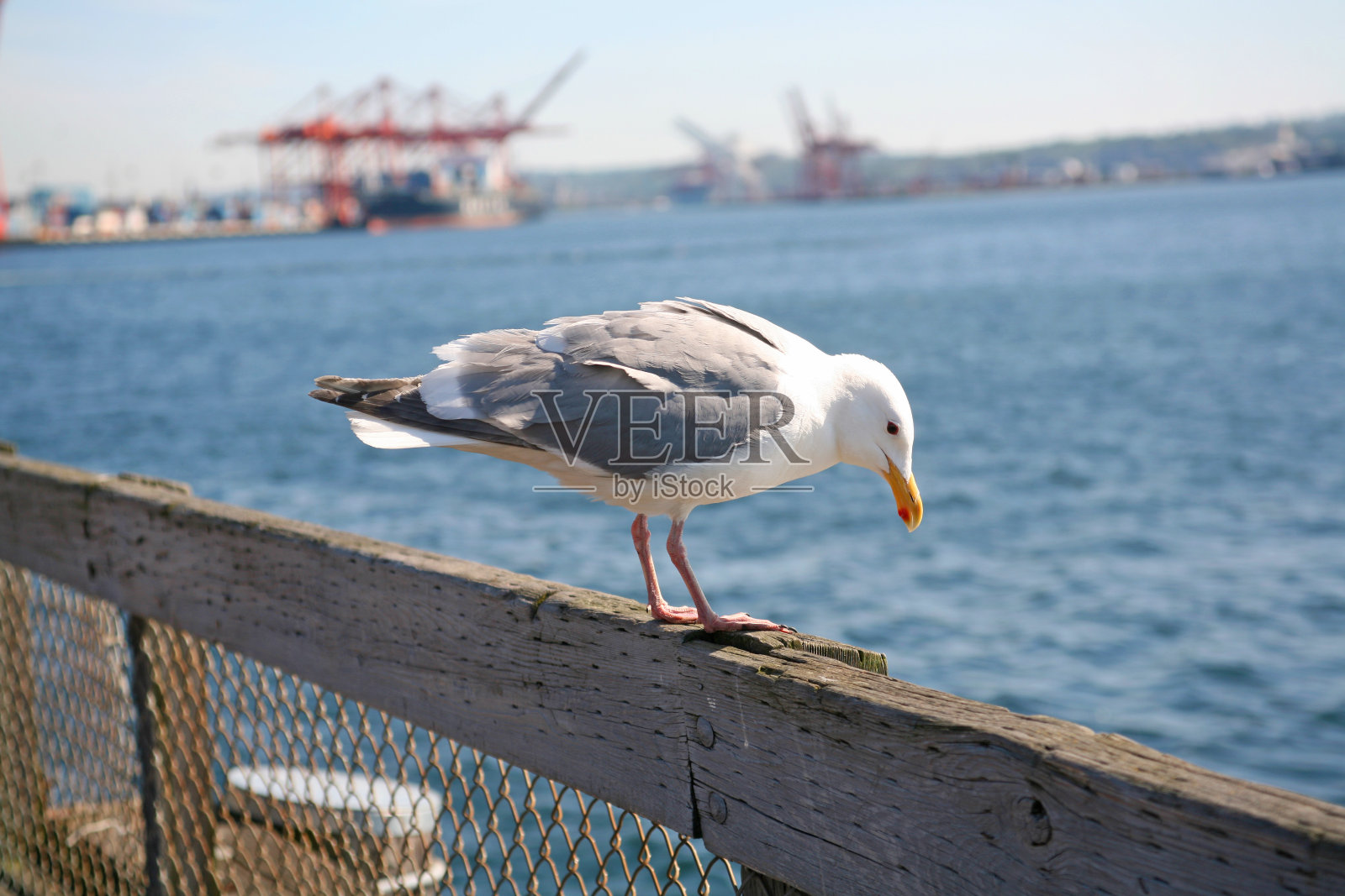 海鸥照片摄影图片