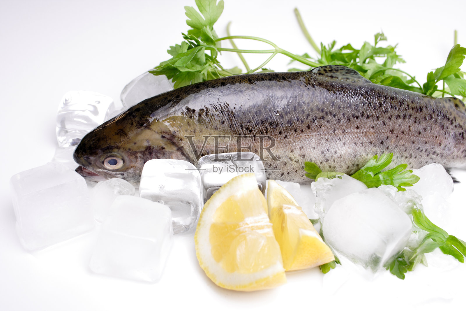 鱼在冰照片摄影图片