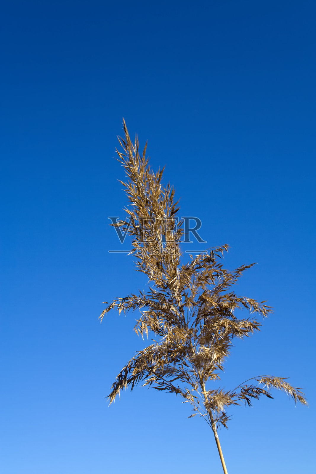 肯恩条照片摄影图片