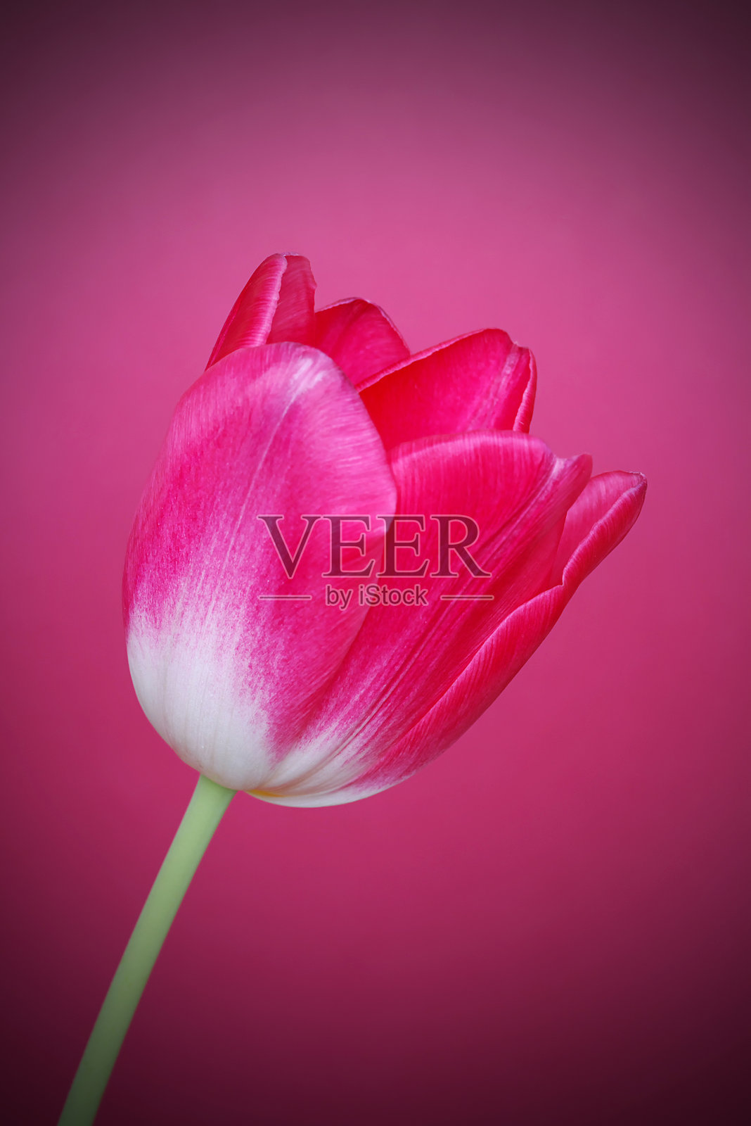 粉色郁金香照片摄影图片