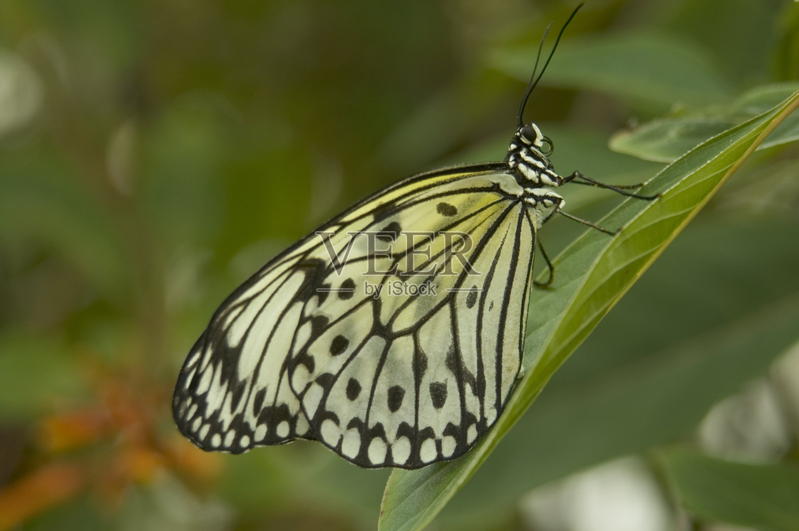 纸风筝(Idea leuconoe)蝴蝶照片摄影图片